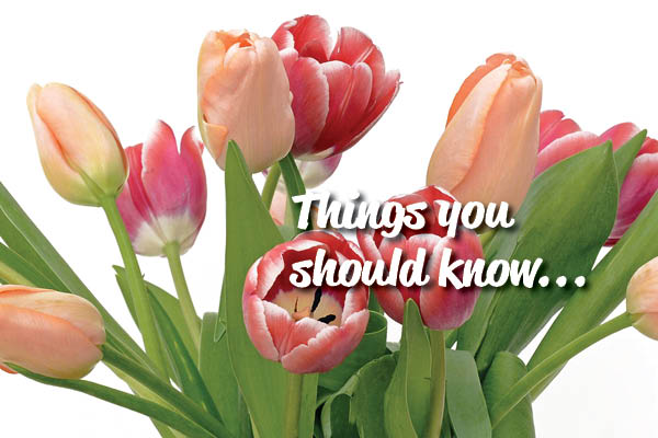 Things to know about cut flowers
